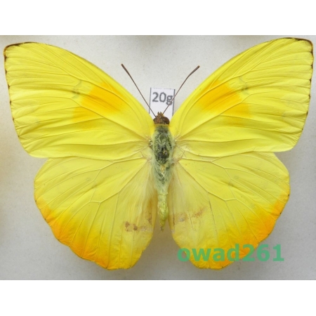 Phoebis philea (Linnaeus, 1763) Peru 80mm20g
